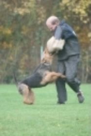 Ossi von der Heinrichsburg VPG 3.jpg