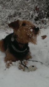 Girly im Jänner 2014.jpg